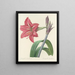 Scelta dei fiori più belli pl 005 - Pierre-Joseph Redouté — quadro incorniciato alla parete