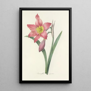 Pierre Joseph Redout - Choix des plus belles fleurs pl 006.webp