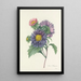 Choix des plus belles fleurs pl 010 - Pierre Joseph Redouté — quadro incorniciato alla parete