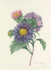 Choix des plus belles fleurs pl 010 - Pierre Joseph Redouté — vista dell’opera