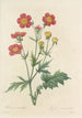 Choix des plus belles fleurs pl 012 - Pierre Joseph Redouté — vista dell’opera