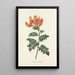 Choix des plus belles fleurs pl 013 - Pierre Joseph Redouté — quadro incorniciato alla parete