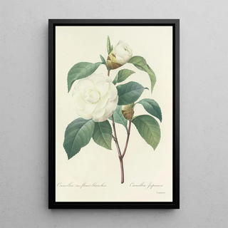 Pierre Joseph Redout - Choix des plus belles fleurs pl 017.webp