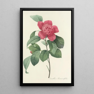 Pierre Joseph Redout - Choix des plus belles fleurs pl 019.webp