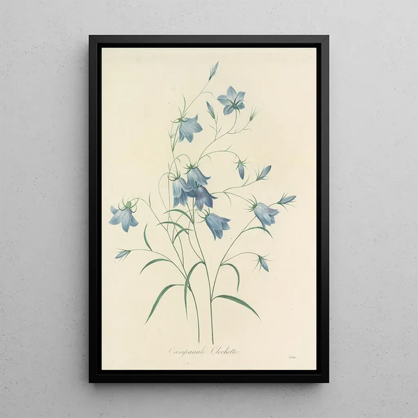 Choix des plus belles fleurs pl 020 - Pierre Joseph Redouté — quadro incorniciato alla parete