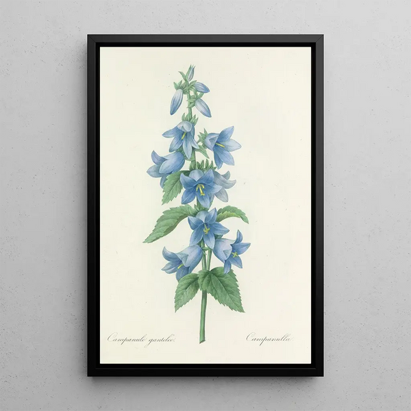 Choix des plus belles fleurs pl 021 - Pierre Joseph Redouté — quadro incorniciato alla parete