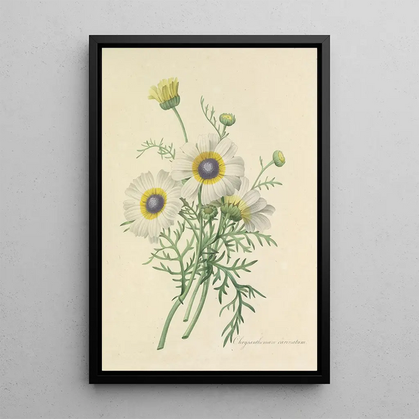 Choix des plus belles fleurs pl 024 - Pierre Joseph Redouté — quadro incorniciato alla parete