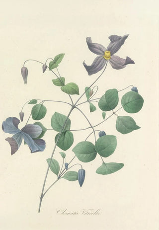 Pierre Joseph Redout - Choix des plus belles fleurs pl 025.webp