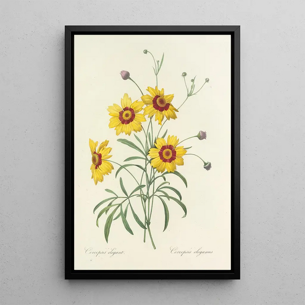 Choix des plus belles fleurs pl 026 - Pierre Joseph Redouté — quadro incorniciato alla parete