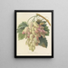 Scelta dei fiori più belli pl 027 - Pierre-Joseph Redouté — quadro incorniciato alla parete