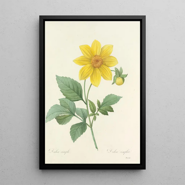 Scelta dei fiori più belli pl 031 - Pierre Joseph Redouté — quadro incorniciato alla parete