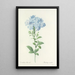Choix des plus belles fleurs pl 034 - Pierre Joseph Redouté — quadro incorniciato alla parete