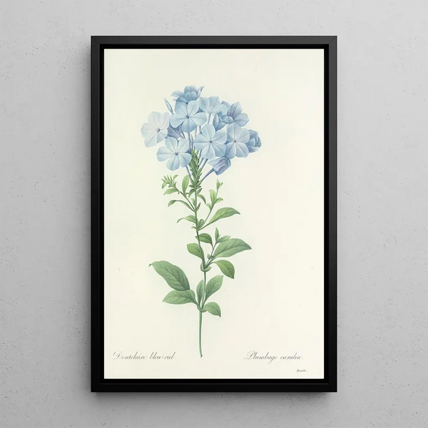 Choix des plus belles fleurs pl 034 - Pierre Joseph Redouté — quadro incorniciato alla parete