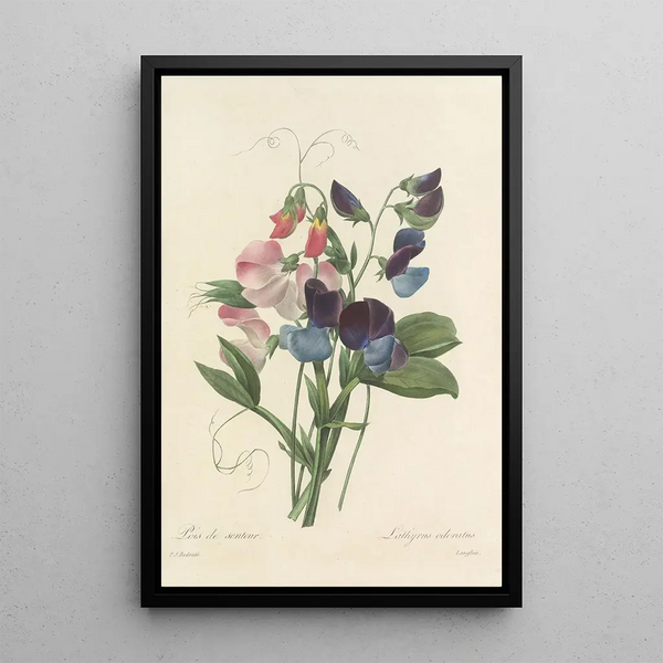 Choix des plus belles fleurs pl 039 - Pierre Joseph Redouté — quadro incorniciato alla parete