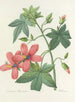 Scelta delle più belle fiori pl 041 - Pierre-Joseph Redouté — vista dell’opera