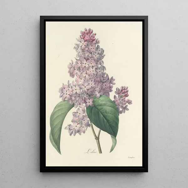 Choix des plus belles fleurs pl 042 - Pierre Joseph Redouté — quadro incorniciato alla parete