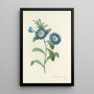 Pierre Joseph Redout - Choix des plus belles fleurs pl 043.webp