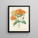 Scelta dei fiori più belli pl 044 - Pierre-Joseph Redouté — quadro incorniciato alla parete