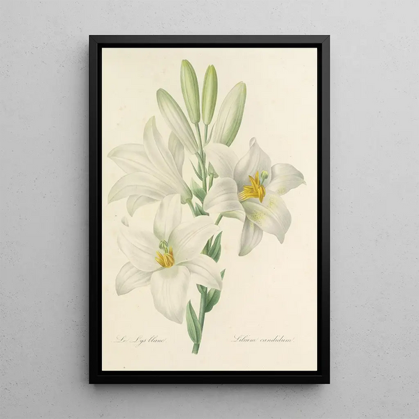 Choix des plus belles fleurs pl 045 - Pierre Joseph Redouté — quadro incorniciato alla parete