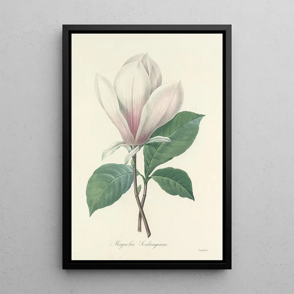 Choix des plus belles fleurs pl 046 - Pierre Joseph Redouté — quadro incorniciato alla parete