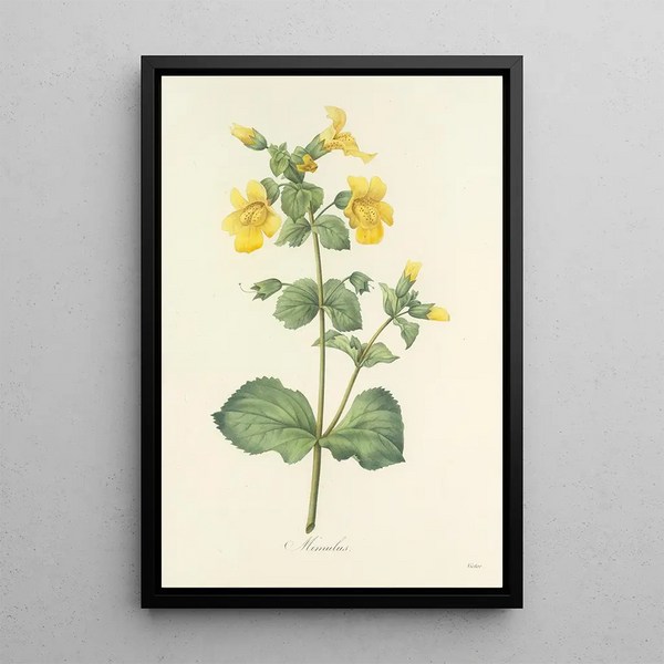 Choix des plus belles fleurs pl 048 - Pierre Joseph Redouté — quadro incorniciato alla parete