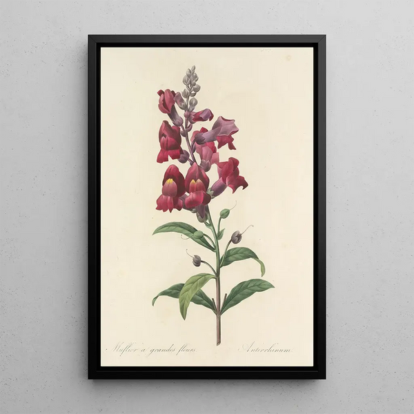Choix des plus belles fleurs pl 049 - Pierre Joseph Redouté — quadro incorniciato alla parete