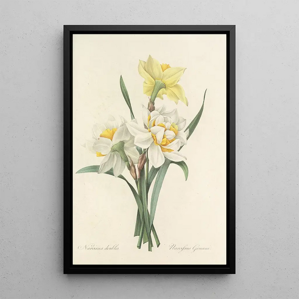 Choix des plus belles fleurs pl 051 - Pierre Joseph Redouté — quadro incorniciato alla parete