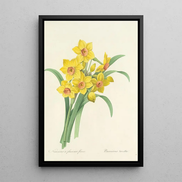 Choix des plus belles fleurs pl 052 - Pierre Joseph Redouté — quadro incorniciato alla parete