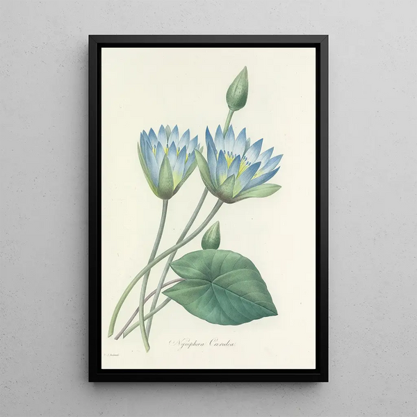 Choix des plus belles fleurs pl 055 - Pierre Joseph Redouté — quadro incorniciato alla parete