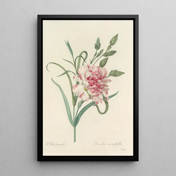 Choix des plus belles fleurs pl 056 - Pierre Joseph Redouté — quadro incorniciato alla parete
