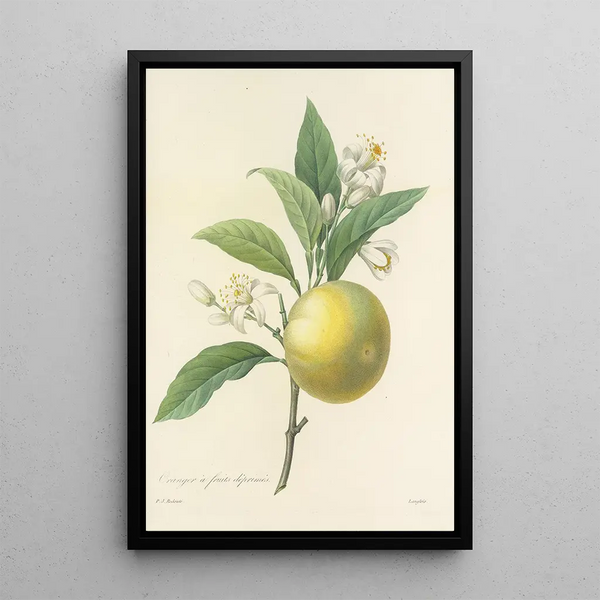 Choix des plus belles fleurs pl 058 - Pierre Joseph Redouté — quadro incorniciato alla parete