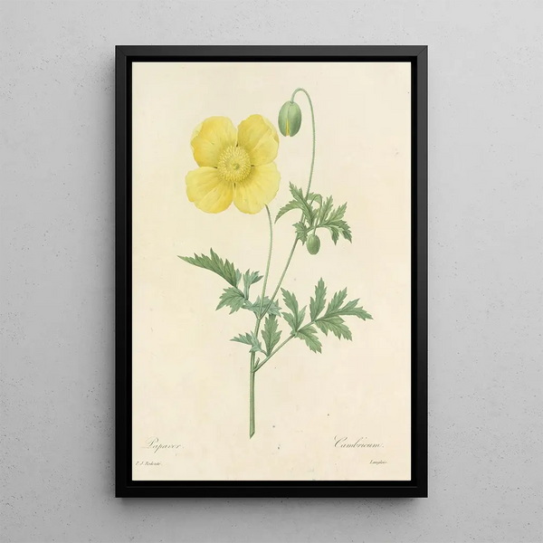 Scelta dei fiori più belli pl 060 - Pierre Joseph Redouté — quadro incorniciato alla parete