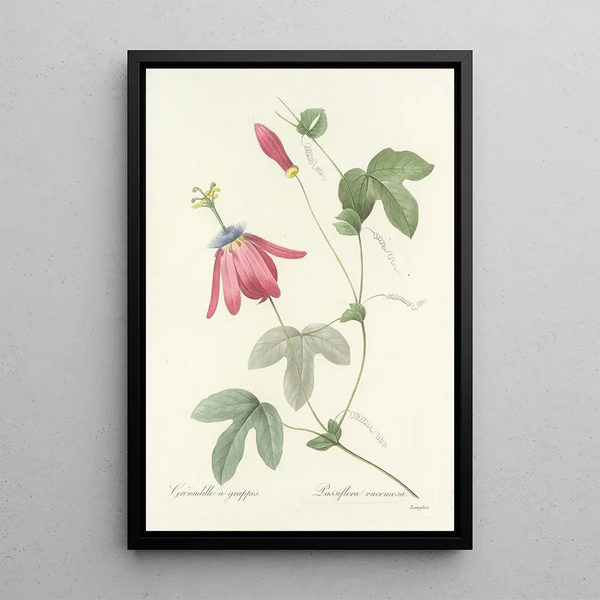 Scelta dei fiori più belli pl 062 - Pierre Joseph Redouté — quadro incorniciato alla parete