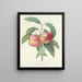 Scelta dei fiori più belli pl 065 - Pierre-Joseph Redouté — quadro incorniciato alla parete