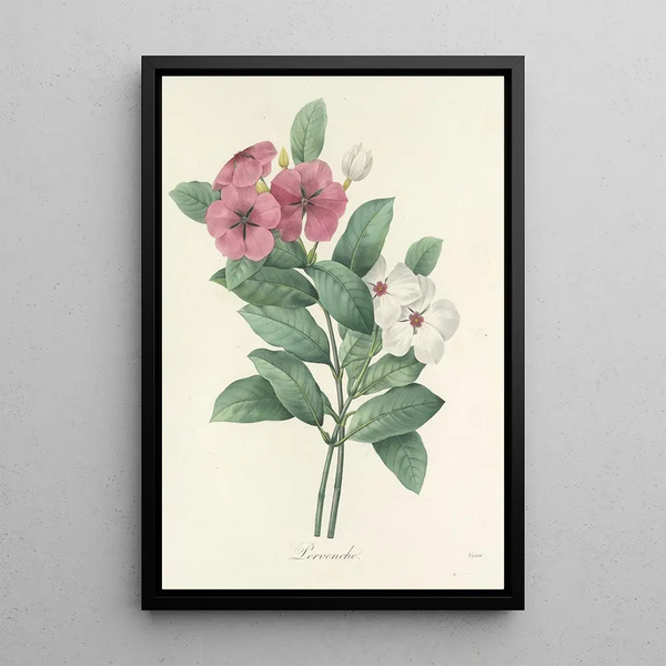 Choix des plus belles fleurs pl 068 - Pierre Joseph Redouté — quadro incorniciato alla parete