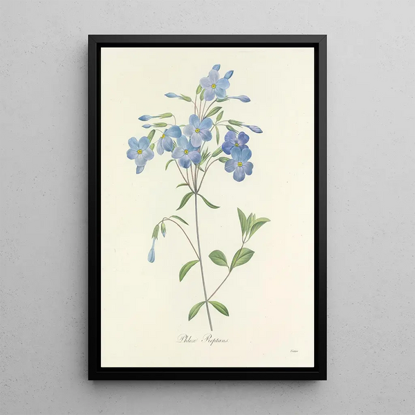 Choix des plus belles fleurs pl 070 - Pierre Joseph Redouté — quadro incorniciato alla parete