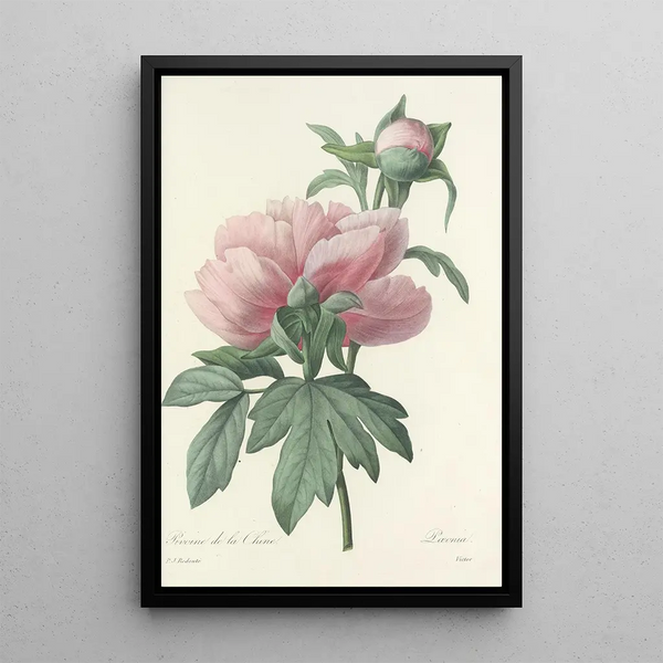 Choix des plus belles fleurs pl 071 - Pierre Joseph Redouté — quadro incorniciato alla parete