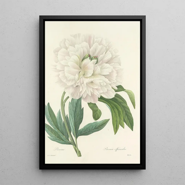 Choix des plus belles fleurs pl 072 - Pierre Joseph Redouté — quadro incorniciato alla parete