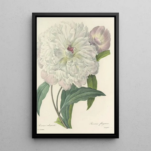 Scelta dei fiori più belli pl 074 - Pierre Joseph Redouté — quadro incorniciato alla parete