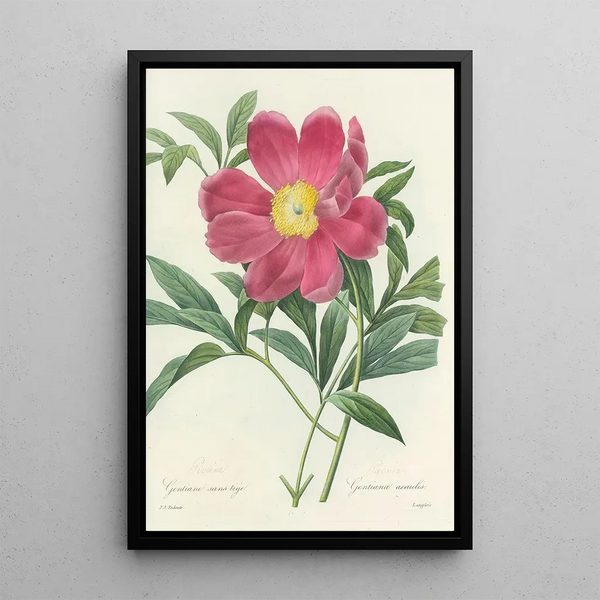 Choix des plus belles fleurs pl 075 - Pierre Joseph Redouté — quadro incorniciato alla parete
