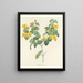Scelta dei fiori più belli pl 076 - Pierre-Joseph Redouté — quadro incorniciato alla parete
