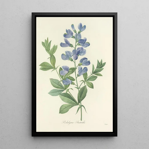 Choix des plus belles fleurs pl 077 - Pierre Joseph Redouté — quadro incorniciato alla parete