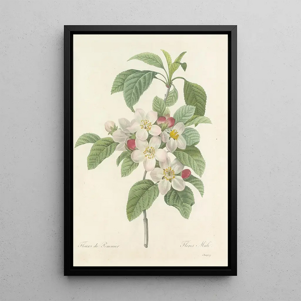 Scelta dei fiori più belli pl 079 - Pierre Joseph Redouté — quadro incorniciato alla parete