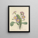 Scelta dei fiori più belli pl 082 - Pierre-Joseph Redouté — quadro incorniciato alla parete