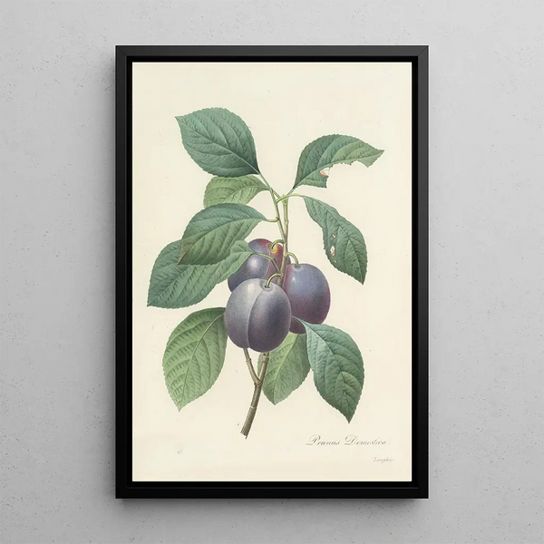 Choix des plus belles fleurs pl 083 - Pierre Joseph Redouté — quadro incorniciato alla parete