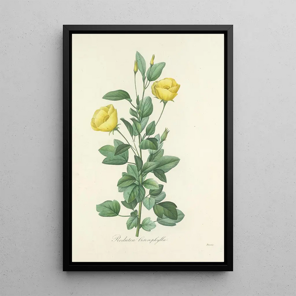 Scelta dei fiori più belli pl 084 - Pierre Joseph Redouté — quadro incorniciato alla parete