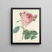 Scelta dei fiori più belli pl 086 - Pierre-Joseph Redouté — quadro incorniciato alla parete