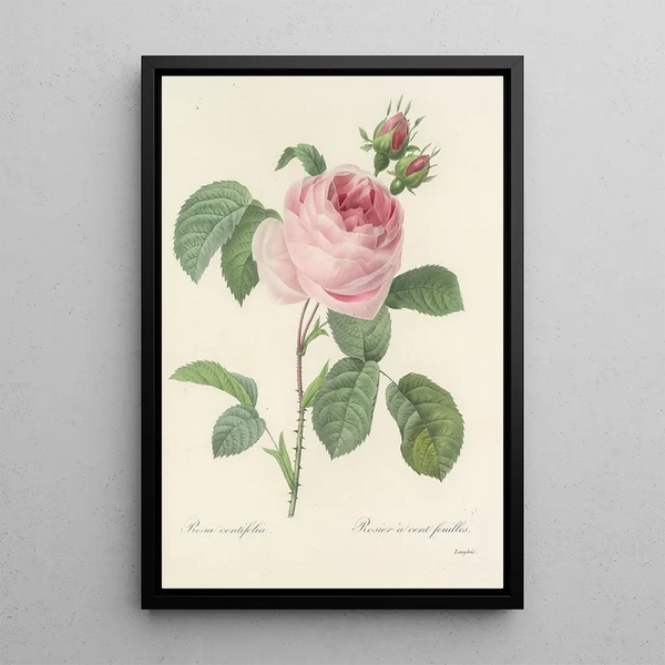 Choix des plus belles fleurs pl 087 - Pierre Joseph Redouté — quadro incorniciato alla parete