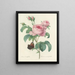 Scelta dei fiori più belli pl 088 - Pierre-Joseph Redouté — quadro incorniciato alla parete