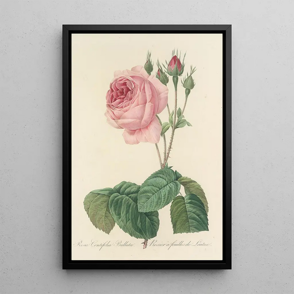 Choix des plus belles fleurs pl 089 - Pierre Joseph Redouté — quadro incorniciato alla parete